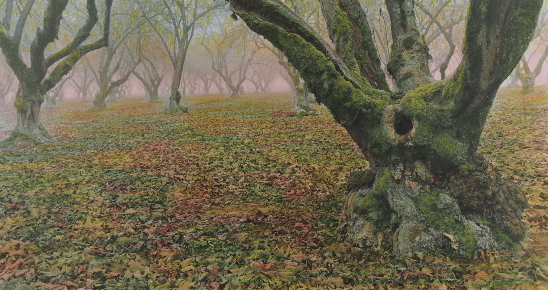GROVES #3