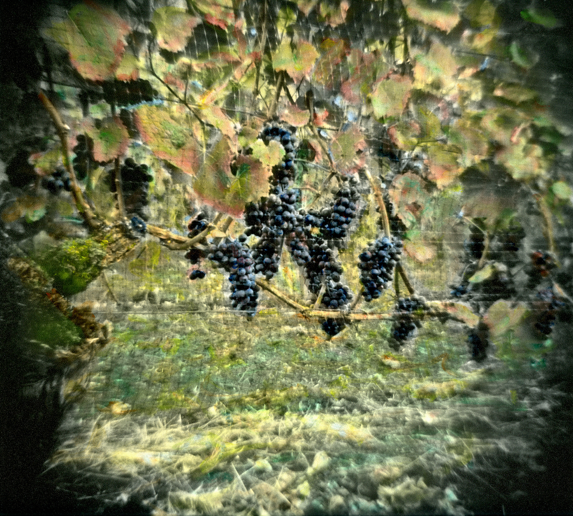 OREGON Vineyard #3