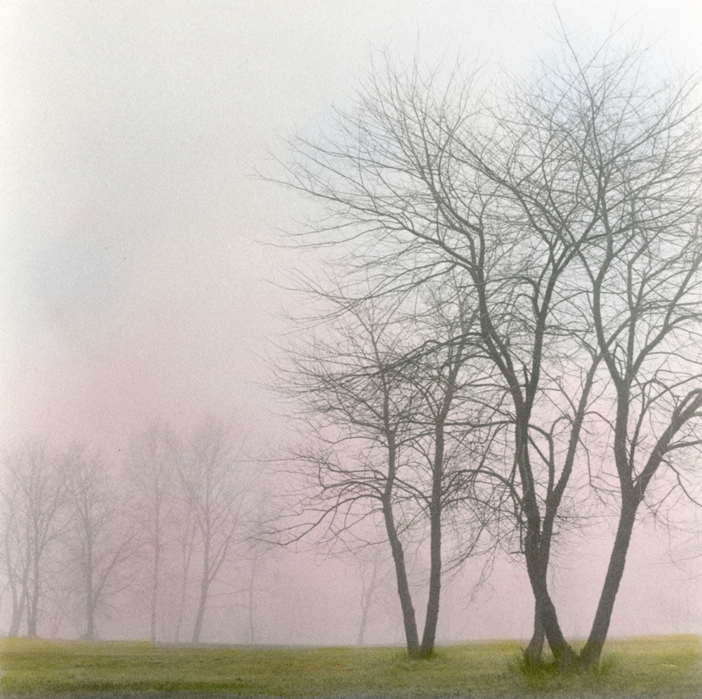 Rolling Fog #1